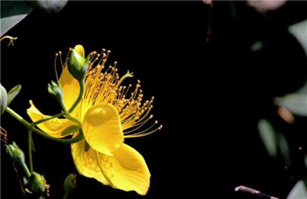 Appreciation of Flowering Pictures of Hypericum patulum