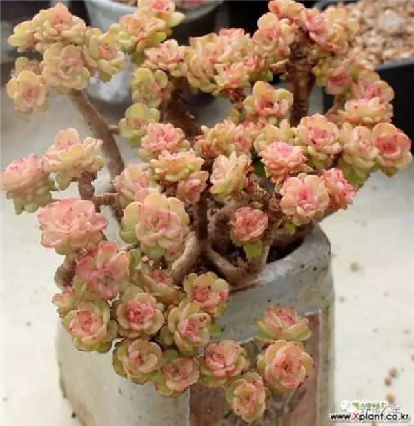 It is used to describe that there is a lot of meat.