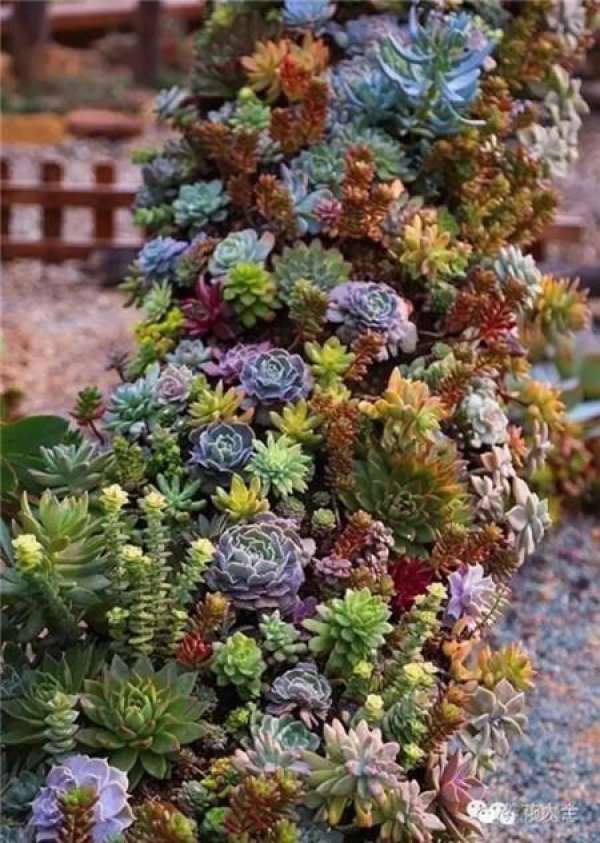 Fleshy Yard