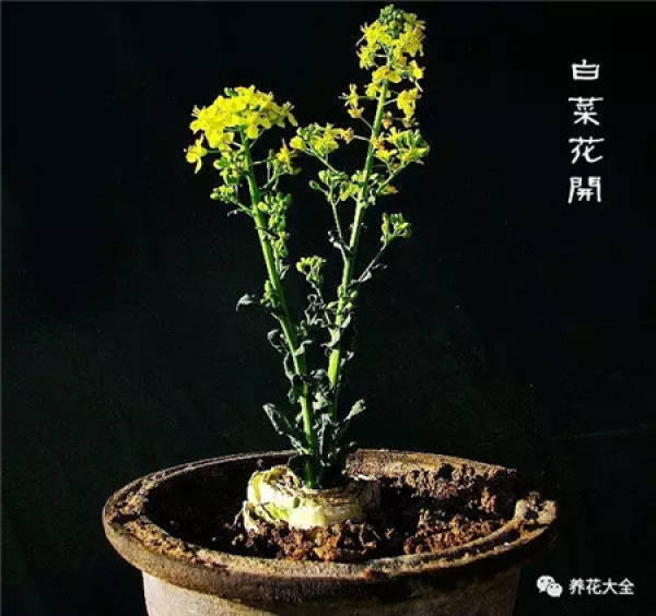 Chinese cabbage Chinese cabbage