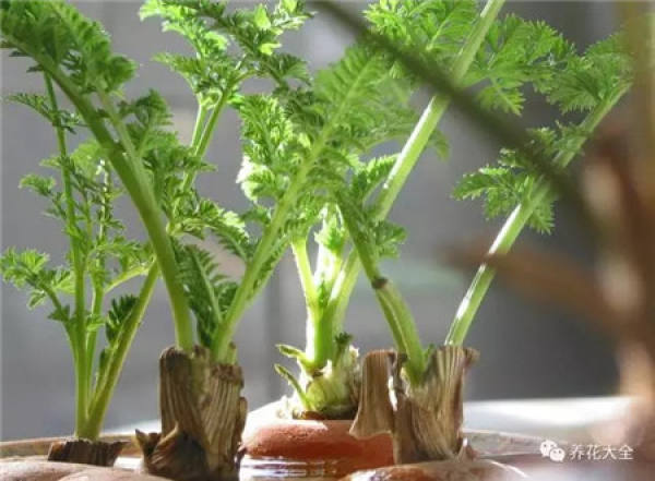 Chinese cabbage