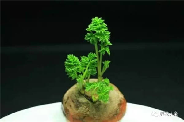 Chinese cabbage Chinese cabbage