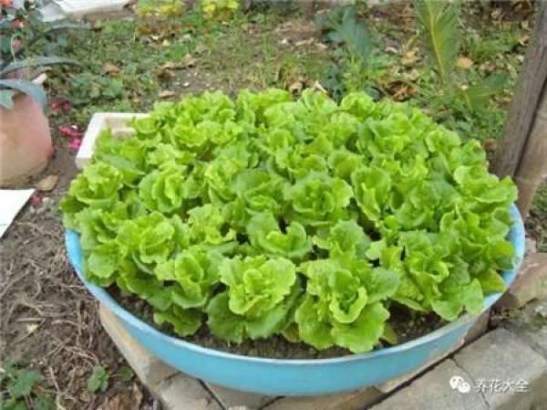 Chinese cabbage