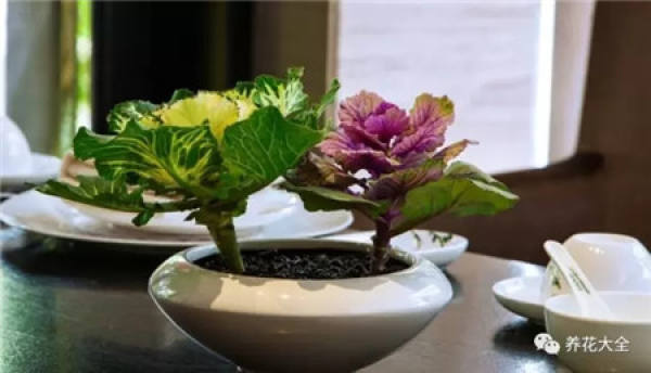 Chinese cabbage