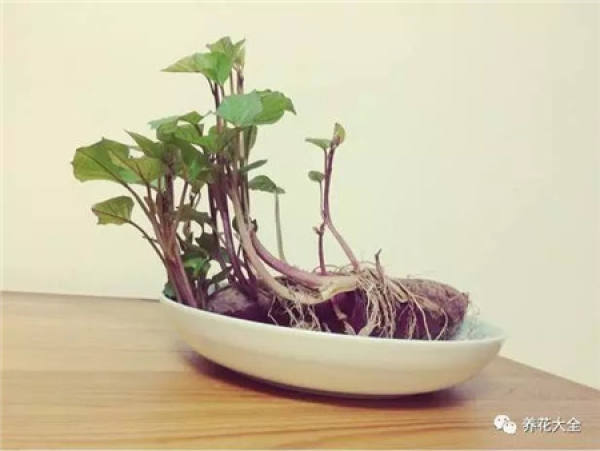 Chinese cabbage