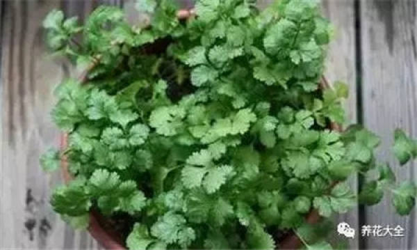 Chinese cabbage