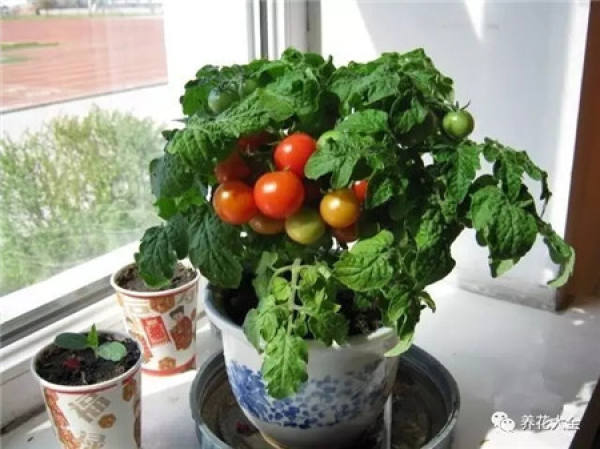 Chinese cabbage