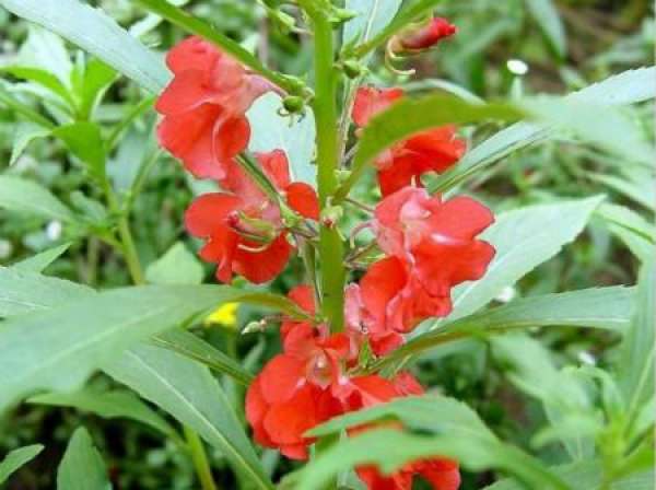 Impatiens balsam