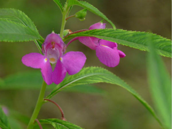 Impatiens balsam