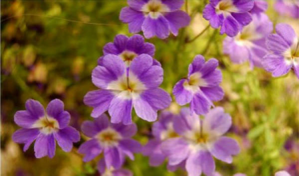 Nasturtium caeruleum