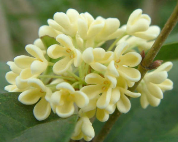 Sweet-scented osmanthus
