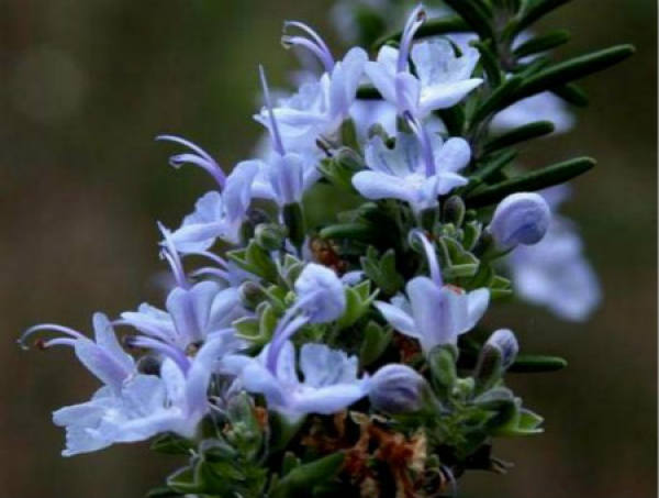Sweet-scented osmanthus