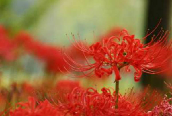 osmanthus