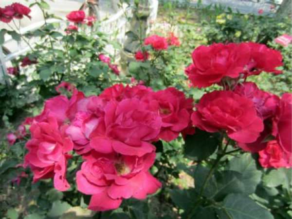Chinese rose
