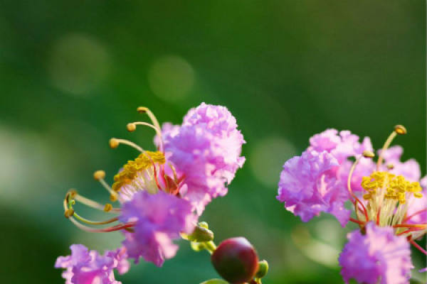 Lagerstroemia indica
