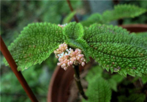 Will the cold water flower bloom?
