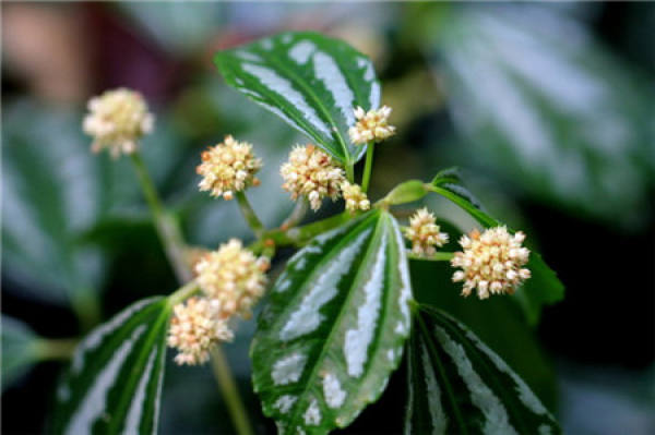 Will the cold water flower bloom?