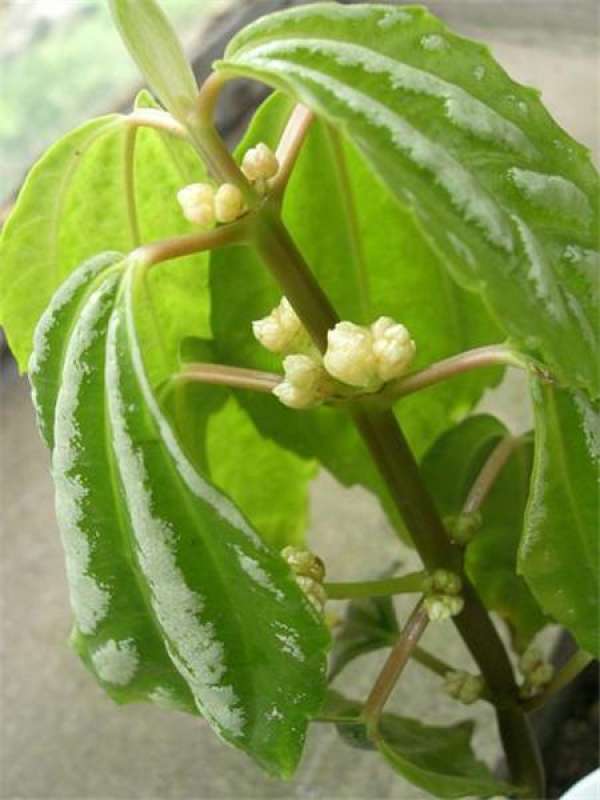 Will the cold water flower bloom?
