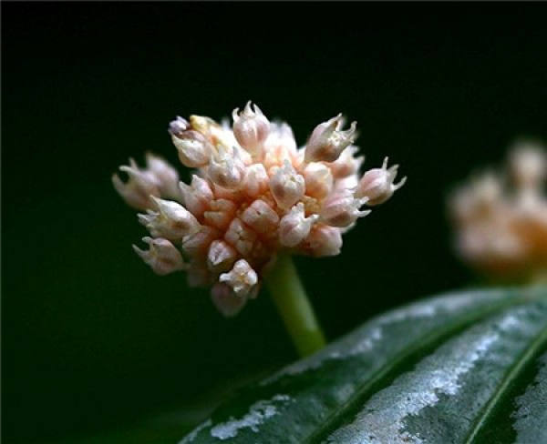 Will the cold water flower bloom?
