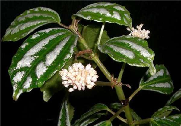 Cold Water Flower Blossom Picture
