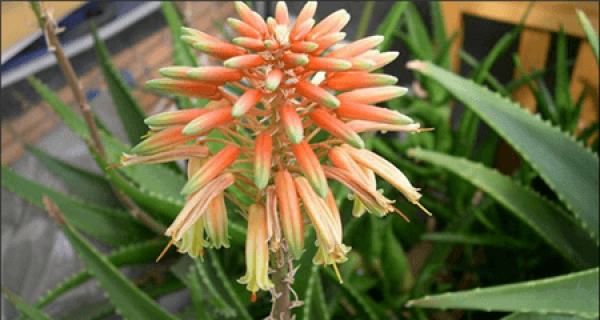 Flowering Conditions of Aloe