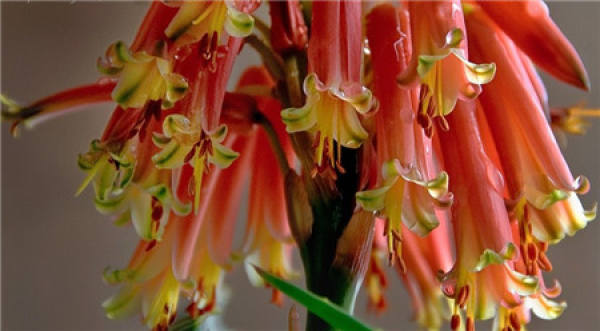 Method for promoting aloe to blossom ahead of times