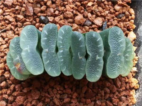 How to trim the root of the jade fan?