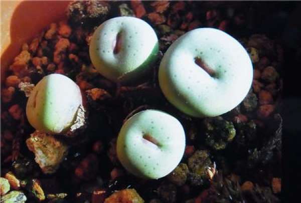 The molting characteristics of Xiaohongzui