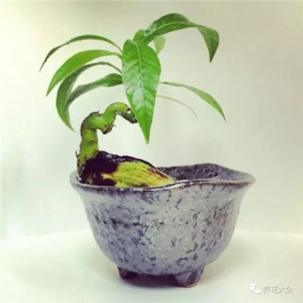 Potted mango