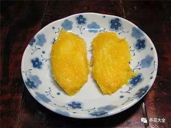 Potted mango
