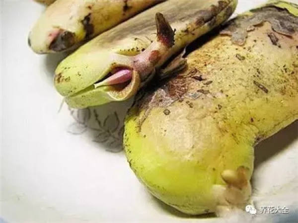 Potted mango