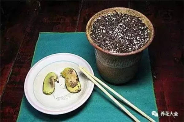 Potted mango