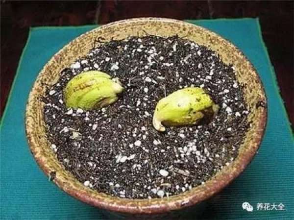 Potted mango