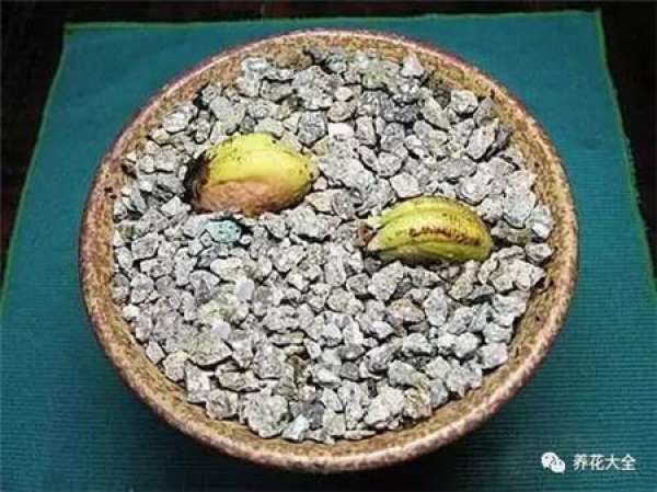 Potted mango