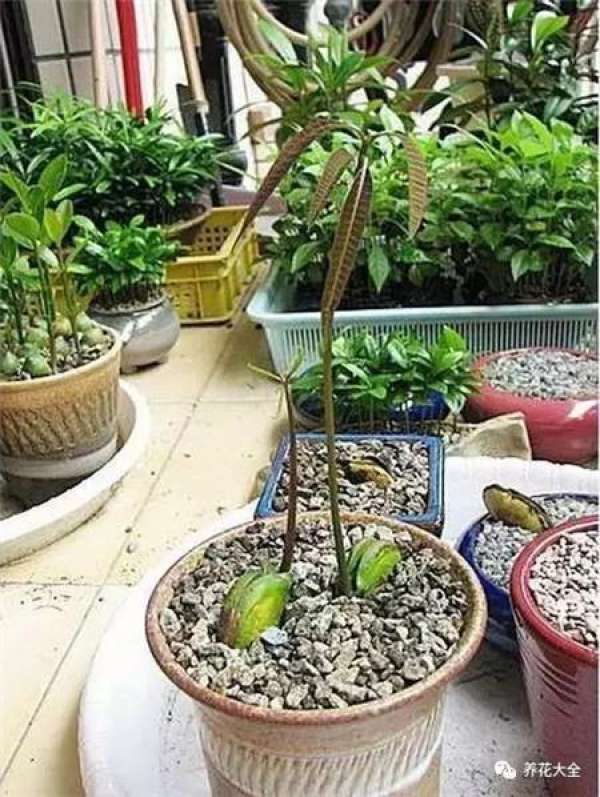 Potted mango