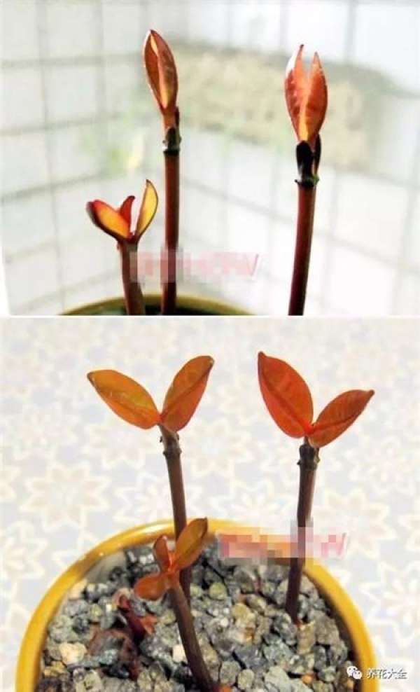 Potted mango