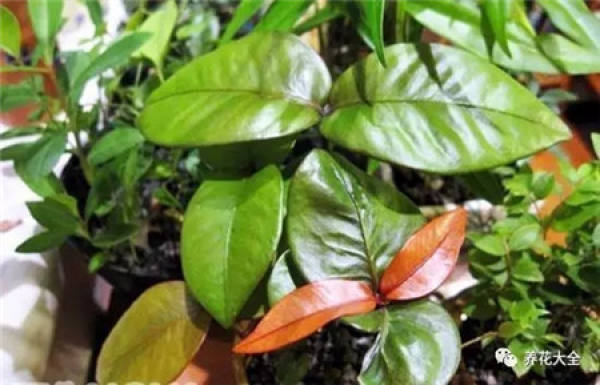 Potted mango