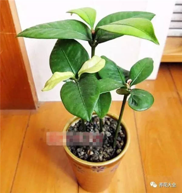 Mangosteen after three months