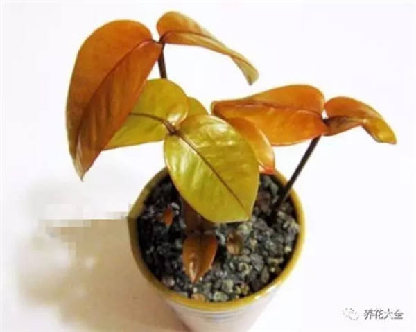 Potted mango