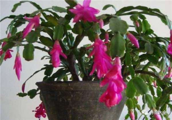 Crab cactus orchid does not blossom