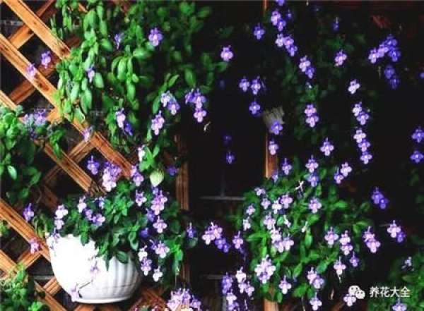 Z. pendula