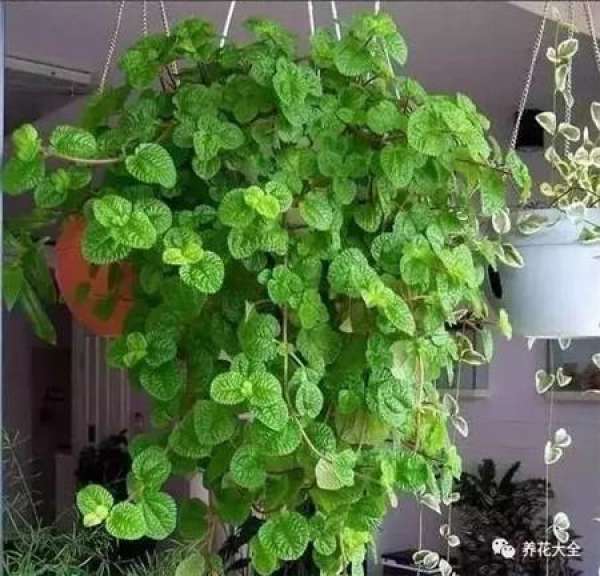 Z. pendula