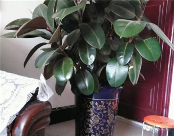 Z. pendula