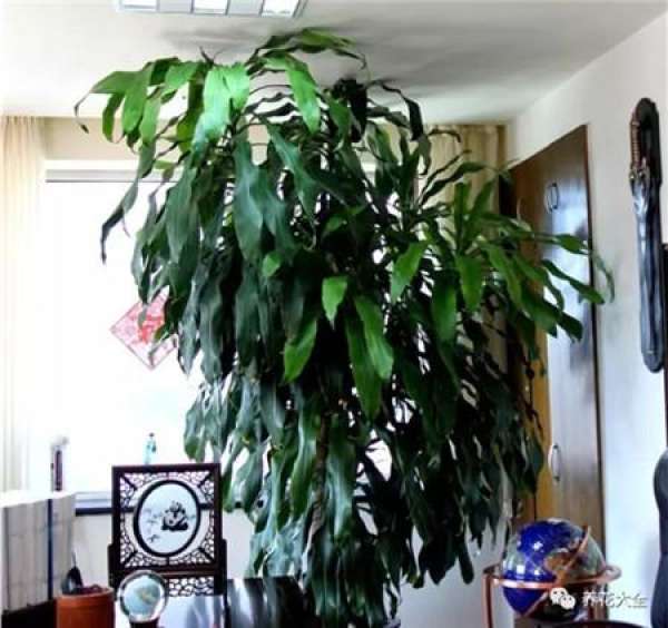 Z. pendula