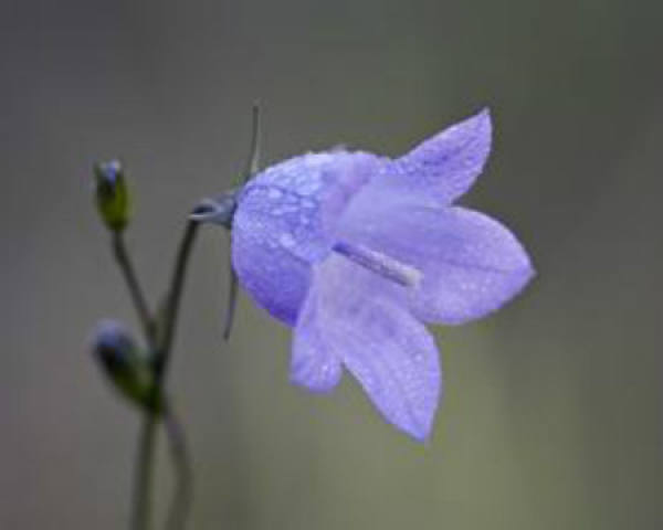 Campanula