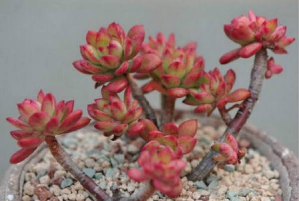 red lotus