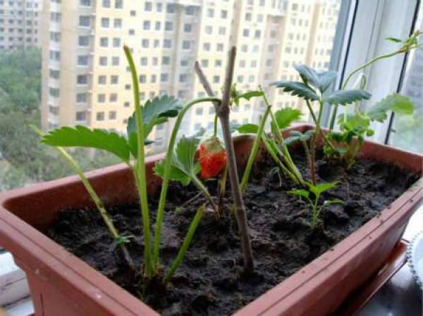 strawberry