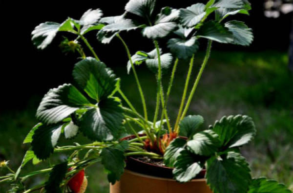 Strawberry