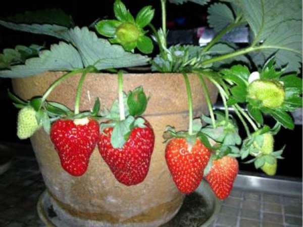 Strawberry
