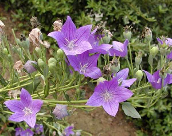 Bell Flower